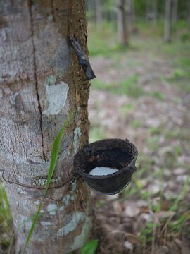 A coconut-shell feeder fixed to a tree trunk, Thailand