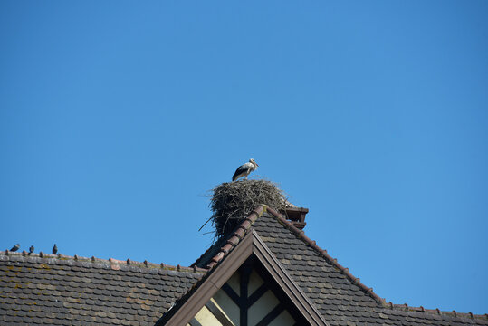 Alsace - Colmar, nid de cigogne