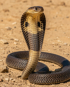 An Egyptian cobra in the desert