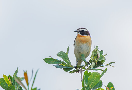 Whinchat - Saxicola rubetra in its natural habitat