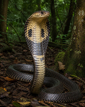 A king cobra snake in a forest