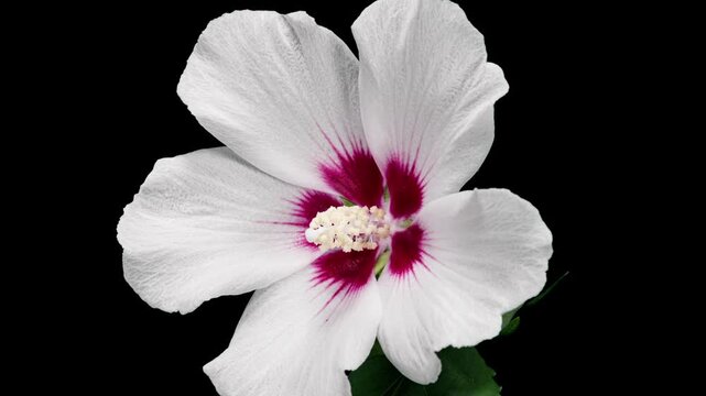Time Lapse Footage of White Syrian Hibiscus Syriacus Flower Growing Blossom from Bud to Full Blossom Isolated on Black Background. Copy Space
