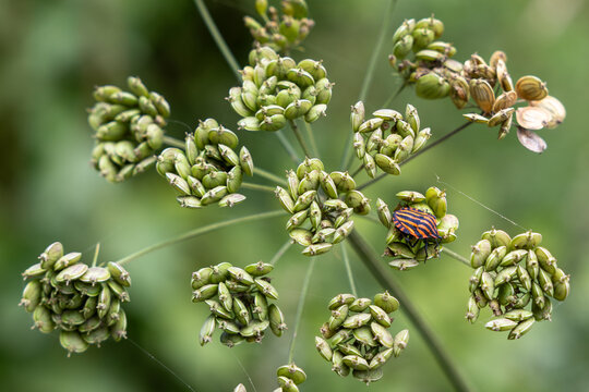 Red and black striped shield bug resting on clusters of ripening seed heads of an umbellifer plant, captured in close-up against a soft green background.
