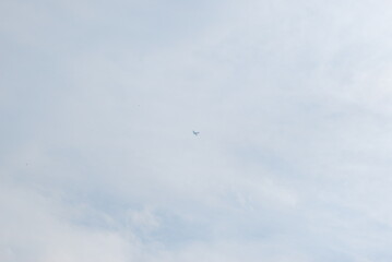 Fototapeta premium birds in the sky