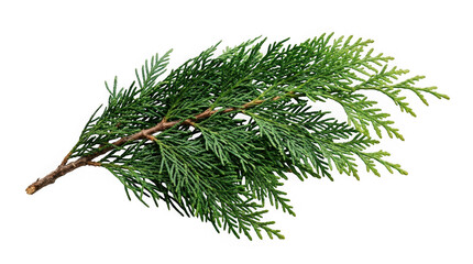 Fototapeta premium Green cedar branch isolated on transparent background