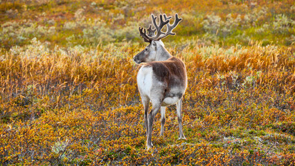 reindeer, Rangifer tarandus, in autumnal landscape 700 © meyblume