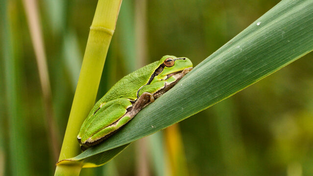 european tree frog, Hyla arborea, rests camouflaged on reeds 024 
