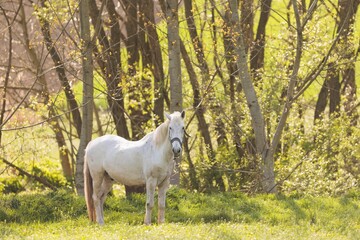 Fototapeta premium A serene white horse stands gracefully in a vibrant green meadow, surrounded by delicate trees reflecting the gentle light of a spring afternoon, embodying natural beauty and tranquility