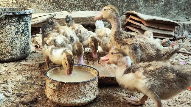 Flock Of Ducklings Drinking Water