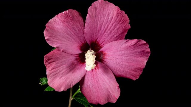 Pink Tree Hibiscus Flower Blooms. Bud Opens into a large Purple Flower. Time Lapse of a Blooming Violet Hibiscus Plant. Detailed Macro Timelapse of a Blossoming Pink Flower. Hibiscus Close Up