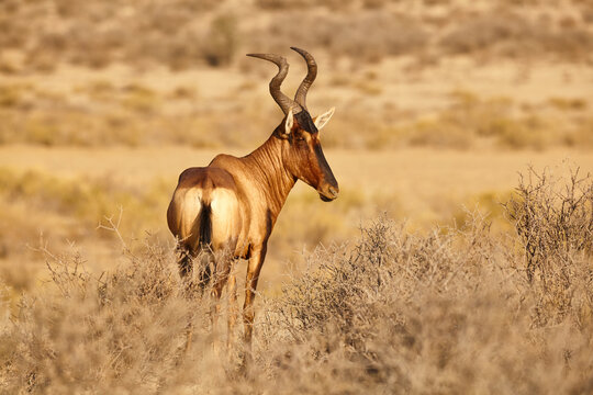 red hartebeest, side profile showing characteristic curving horns 555
