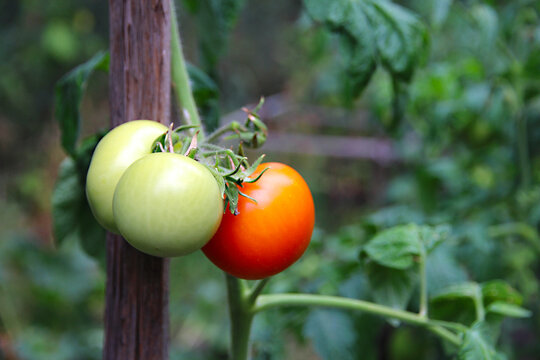 Ripe red and green unripe tomatoes growing on a vine in a garden bed, fresh produce, organic gardening, summer harvest, healthy food and sustainable living.
