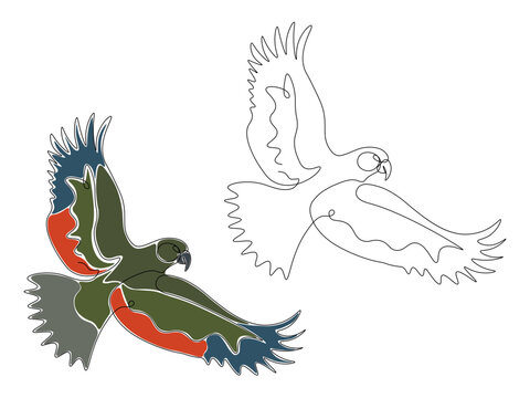 One line art of kea parrot, continuous line drawing of bird in flight vector with outline and color versions