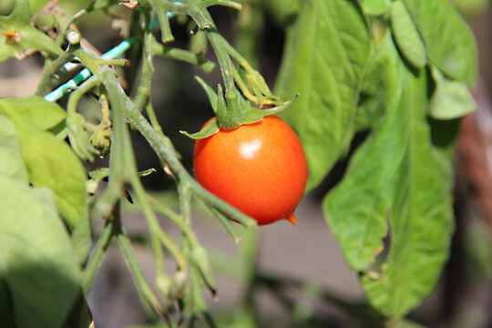 Ripe red tomato growing on a branch among green leaves in a garden bed, fresh produce, organic gardening, summer harvest, healthy food and sustainable living.