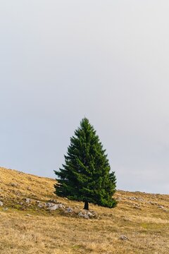 A single evergreen pine tree standing alone on a dry, grassy mountain hill under a bright minimalist sky