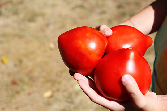 Close-up of hands holding fresh, ripe red tomatoes grown outdoors on a farm. Concepts for home-grown produce, healthy eating, summer harvest, natural farming, and seasonal gardening.