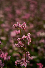 Obraz premium Pink Wildflower Stems Blooming In Blurred Meadow With Soft Bokeh And Dark Green Background.