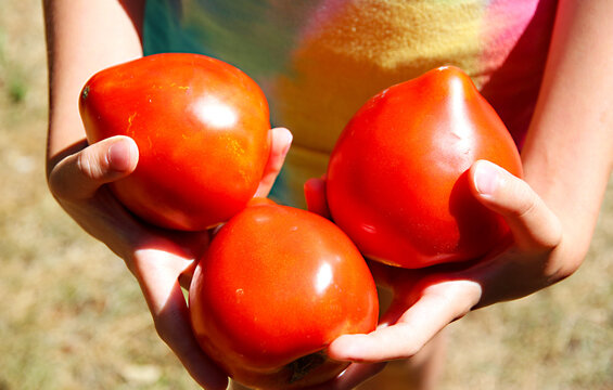 Fresh ripe red tomatoes held in hands outdoors, highlighting homegrown produce, healthy food, summer harvest, natural agriculture, and seasonal gardening.