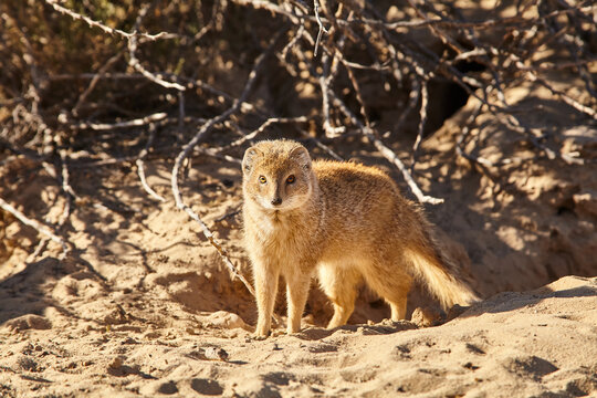 yellow mongoose, Cynictis penicillata, in front of the burrow, close 955  
