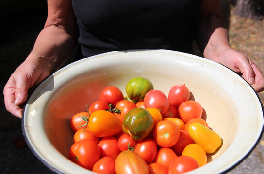 Freshly picked red, orange and yellow tomatoes in a bowl, a farmer shows off vegetables grown on his own farm, summer garden, organic produce and seasonal harvest.