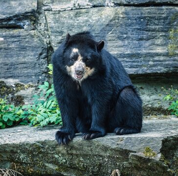 
A photo of a black bear that is very sleepy on a hot day.