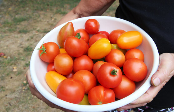 Fresh colorful tomatoes in a bowl held by a person outdoors, showcasing homegrown produce, seasonal harvest, healthy food, organic gardening, and natural agriculture.