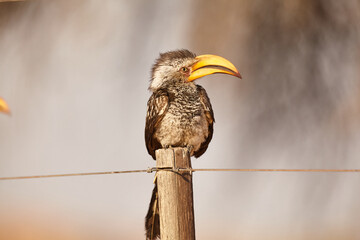 southern yellow-billed hornbill, Tockus leucomelas, on a fence post 055 © meyblume