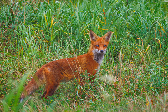 Mammals - European Red Fox - Vulpes vulpes