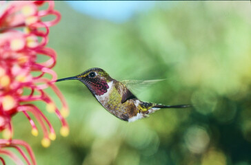 Naklejka premium hummingbird amethyst woodstar, Calliphlox amestystina, feeding on a flower 95a