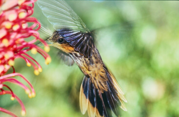 Naklejka premium planalto hermit, Phaethornis pretrei, feeding on a flower 096