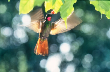 Naklejka premium brazilian ruby, Clytolaema rubricauda, male feeding on a flower 230 