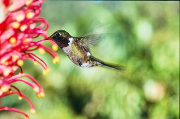 Naklejka premium hummingbird amethyst woodstar, Callaphlox amestystina, feeding on a flower 237
