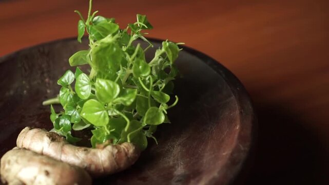 Peperomia pellucida with turmeric in a wooden container, use of herbal plants, fresh Peperomia pellucida leaves