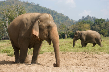 Fototapeta premium Asian elephants in Thailand