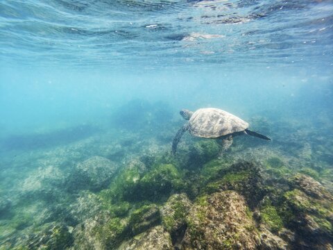 Green turtle (Chelonia mydas), underwater, Galapagos, Ecuador