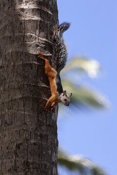 Variegated squirrel (Sciurus variegatoides) climbing upside down on a tree trunk, Samara, Costa Rica