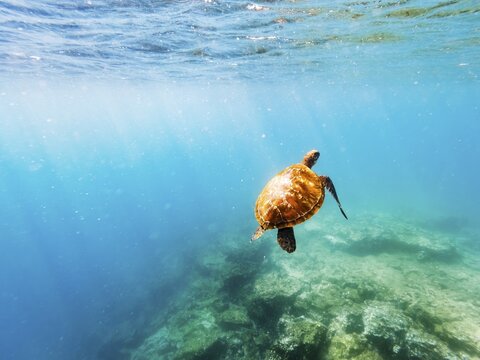 Green turtle (Chelonia mydas), underwater, Galapagos, Ecuador