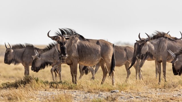 Wildebeests (Connochaetes), Etosha National Park, Namibia
