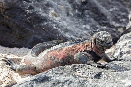 Marine lizard (Amblyrhynchus scalloped ribbonfish), Galapagos, Ecuador