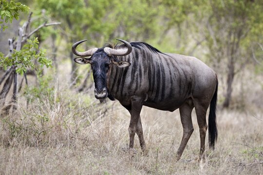 Blue wildebeest (Connochaetes taurinus), Kruger National Park, South Africa