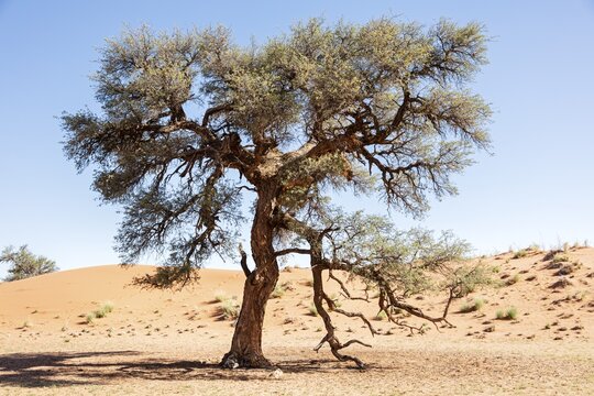 Tree, camelthorn tree (Vachellia erioloba), Namibia