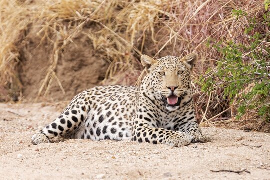 Leopard (Panthera pardus) resting, Etosha National Park, Namibia