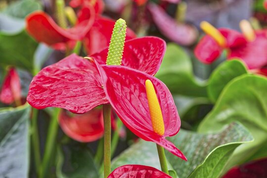 Large flamingo flower (Anthurium andraeanum), International Garden Exhibition, 2017, Berlin, Germany