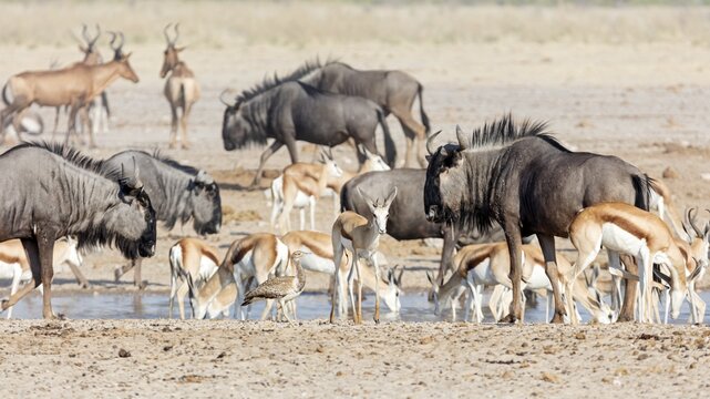 Wildebeests (Connochaetes), Springbok (Antidorcas), Etosha National Park, Namibia
