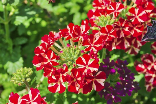 Slender vervain (Verbena rigida), International Garden Exhibition, 2017, Berlin, Germany