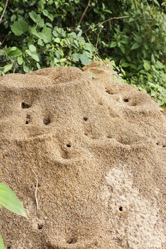 Anthill, ants (Formicidae), Cuba