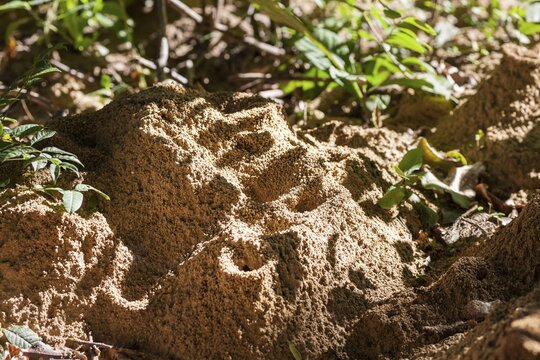 Anthill, ants (Formicidae), Cuba