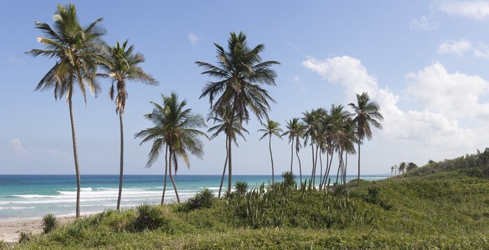 Playas de Este, palm trees, beach sea, Havana, Cuba