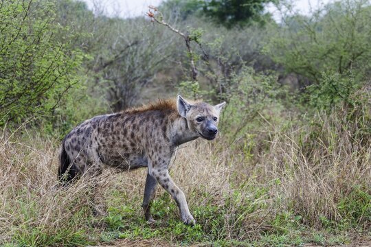 Spotted hyena (Crocuta crocuta), Kruger National Park, South Africa