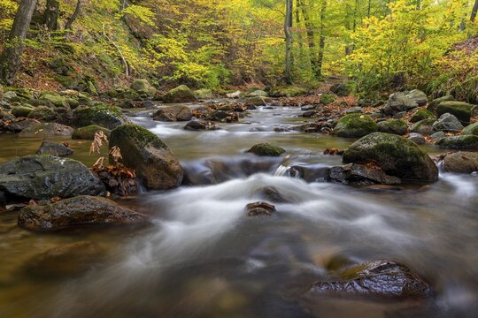 The river Ilse flows in the beech forest in the Harz Mountains, Ilsenburg, Saxony-Anhalt, Germany